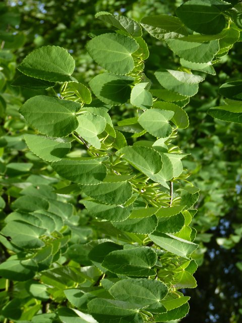 Cercidiphyllum japonicum fruits P2A